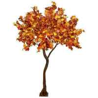 PLA642 Autumn Foliage Standard Tree