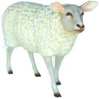 +FAR216A Sheep